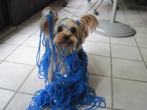 blue1