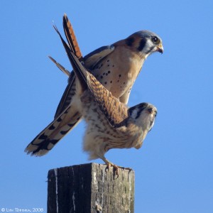 RNWR_american_kestrels_mating_pair_02-19-08