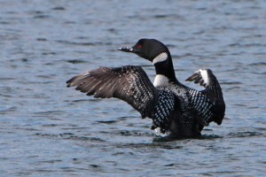 Crazy Loon