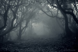 Spirit in the Dark